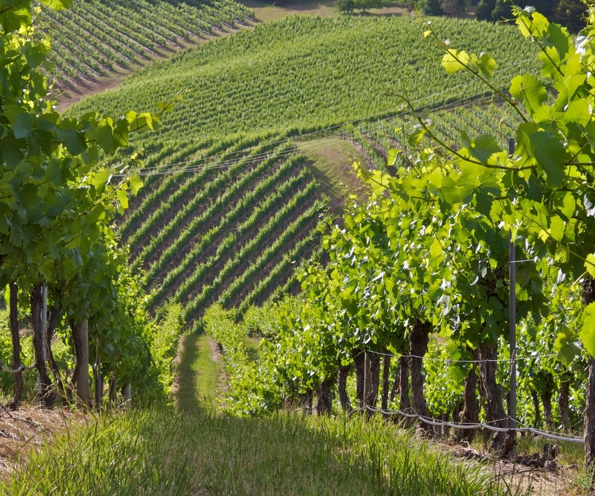Adelaide Hills vineyard